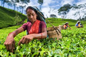 Tea and Technology: How Innovation is Changing the Tea Industry