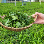 Sip Away the Winter Blues: Cozy Tea Remedies for Cold Days