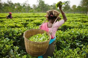 how does Tea plucking affect the tea quality