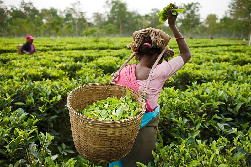 how does Tea plucking affect the tea quality