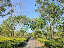 Cooch Behar Tea Estate West Bengal