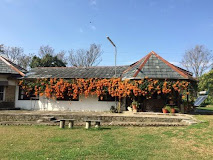 Darang Tea Estate, Himachal Pradesh