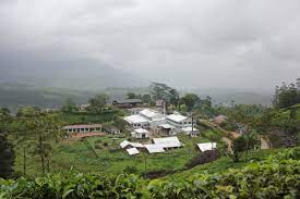 Gatoonga Tea Estate Assam