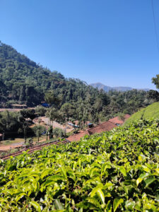 Kelagur Tea Estate, Karnataka