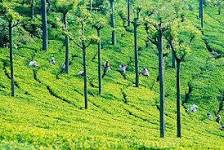 Nilgiri Tea Plantations