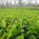 Top 10 Tea Gardens In India