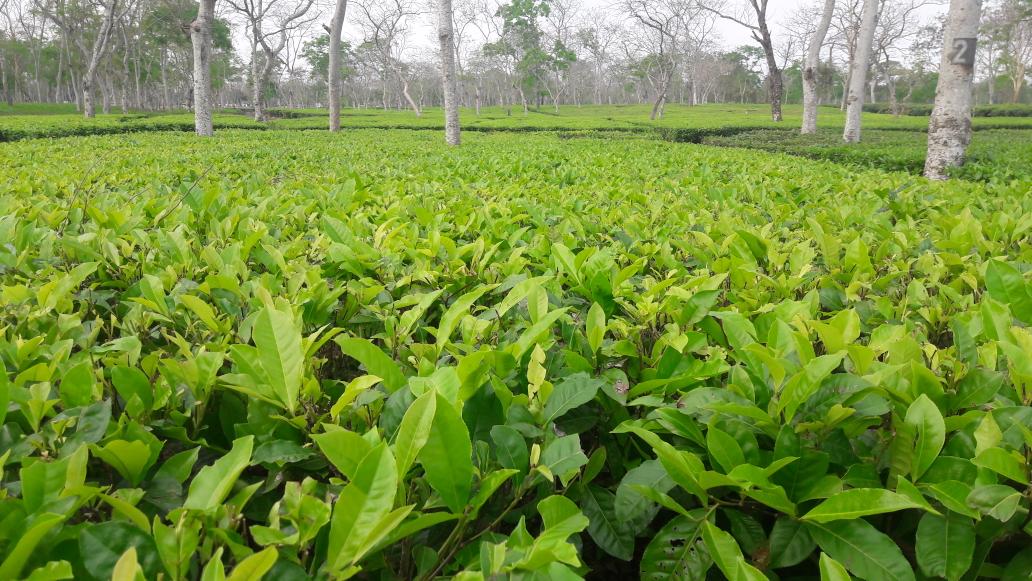 Top 10 Tea Gardens In India