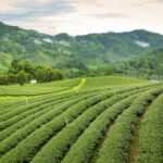 Top 10 Tea Gardens In Assam Top 10 Tea Gardens in Assam