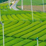 Top 10 Tea Plantations in the world to visit