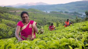 Tea Franchise Investment Under 5 lakh