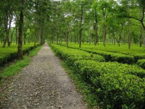Tea Franchise Investment Under 5 lakh