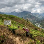 How Climate Change Is Affecting Tea Gardens How Climate Change Is Affecting Tea Gardens